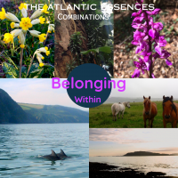 Belonging Within - Dosage